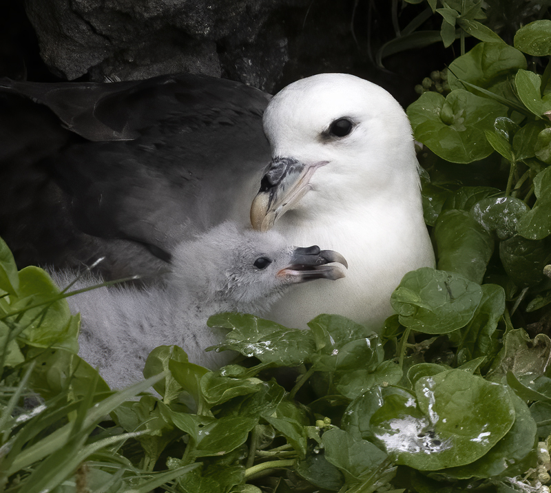 Northern_Fulmar_22_Iceland_045
