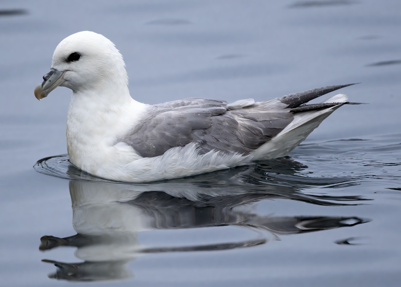 Northern_Fulmar_22_Iceland_202