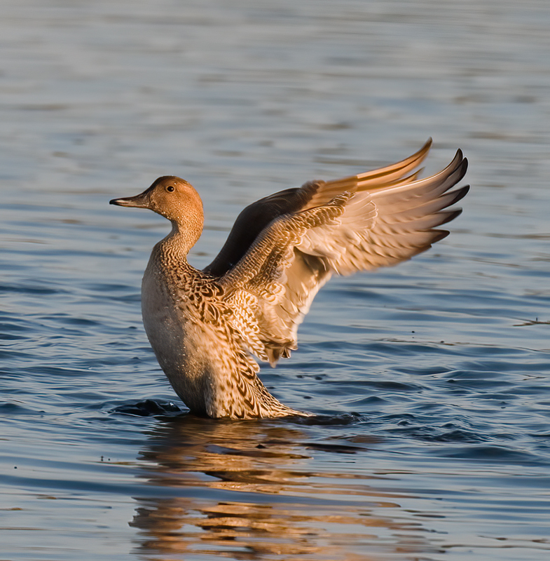 Northern_Pintail_09_FL_007