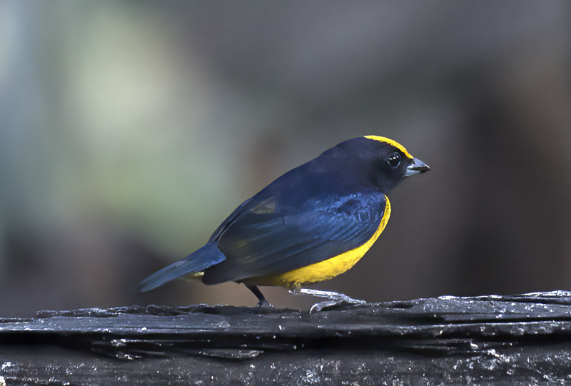 Orange-bellied_Euphonia_18_Ecuador_008