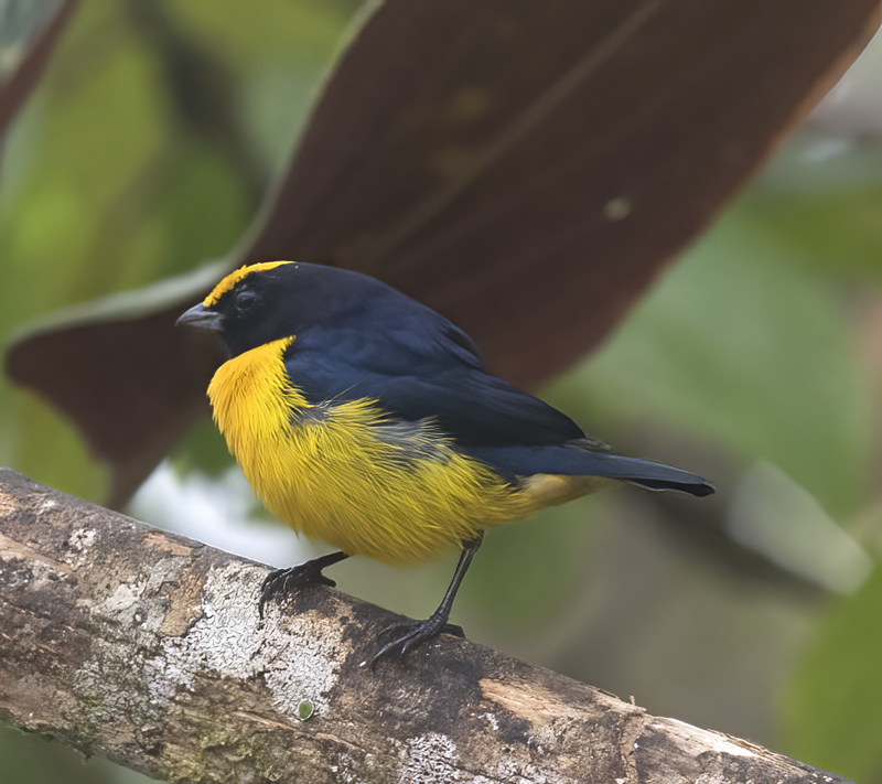 Orange-bellied_Euphonia_18_Ecuador_016