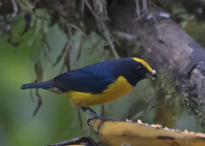 Orange-bellied_Euphonia_18_Ecuador_017