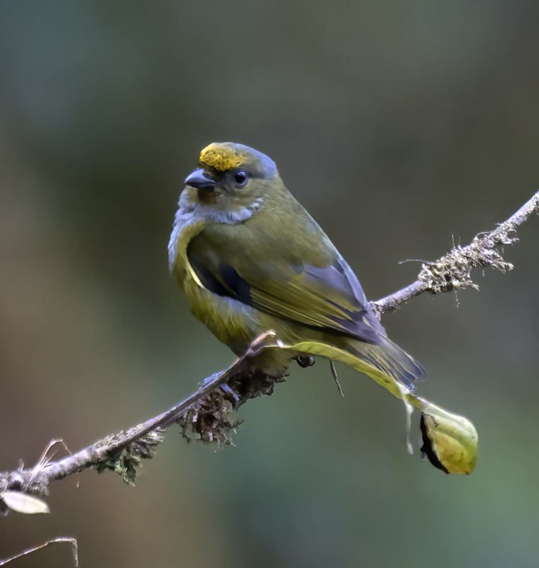 Orange-bellied_Euphonia_18_Ecuador_041