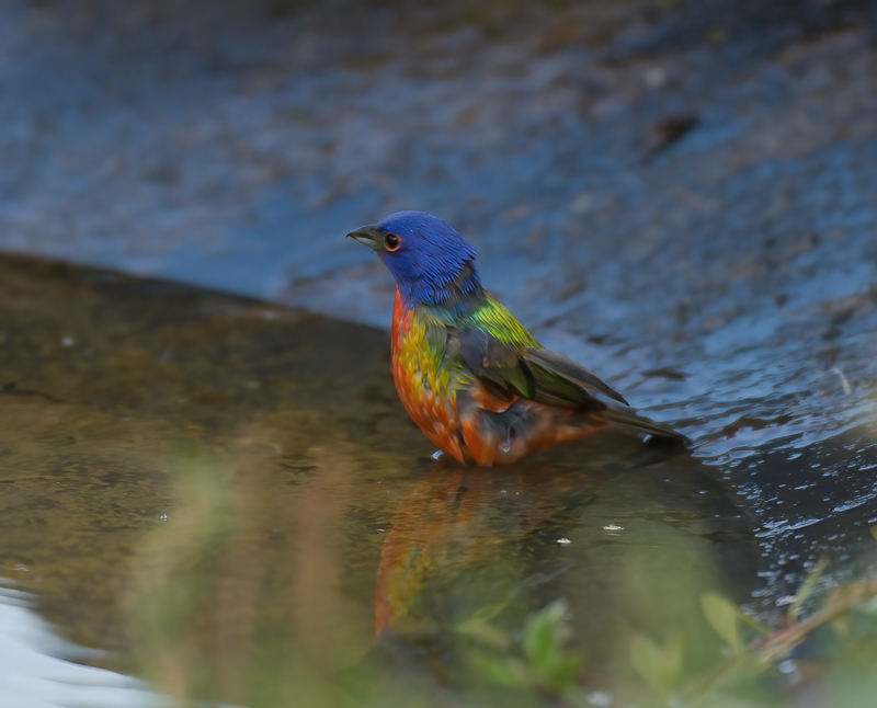 Painted_Bunting_08_FL_012