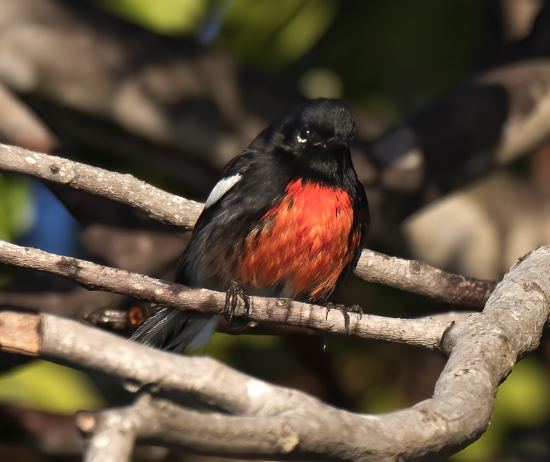 Painted_Redstart_17_CA_055