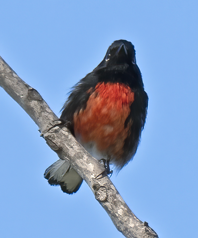 Painted_Redstart_17_CA_084
