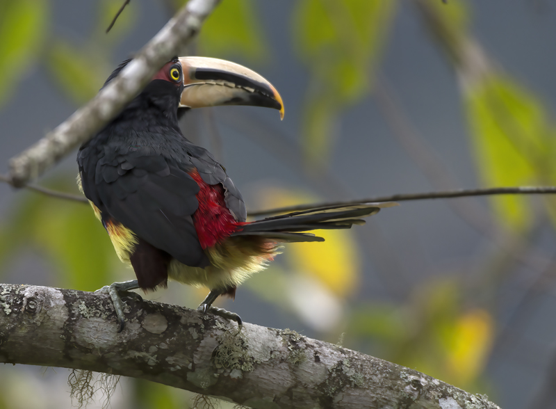 Pale-mandibled_Aracari_18_Ecuador_009