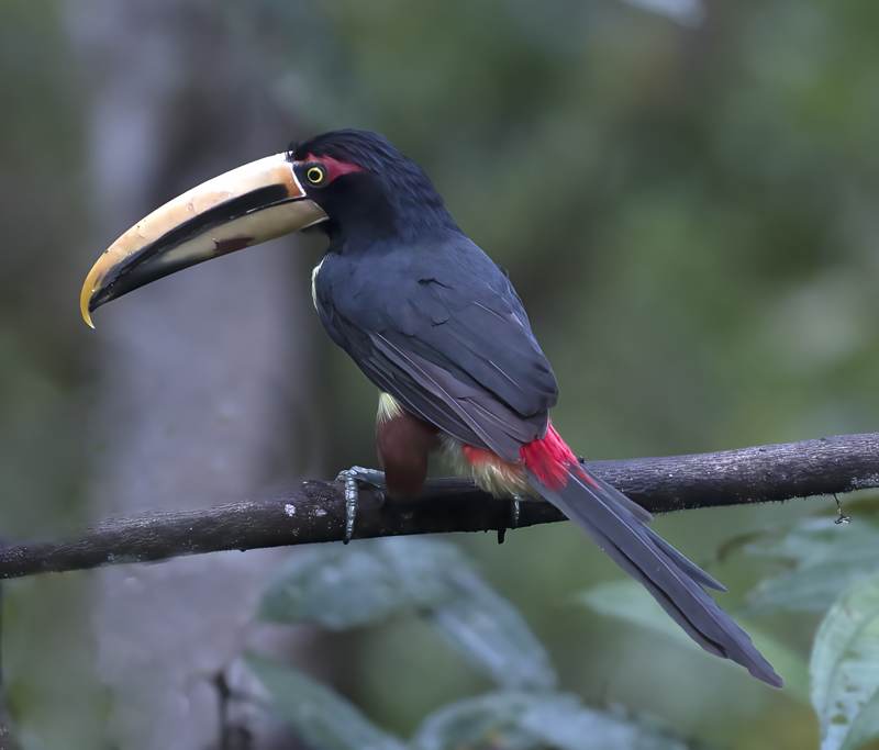 Pale-mandibled_Aracari_18_Ecuador_020