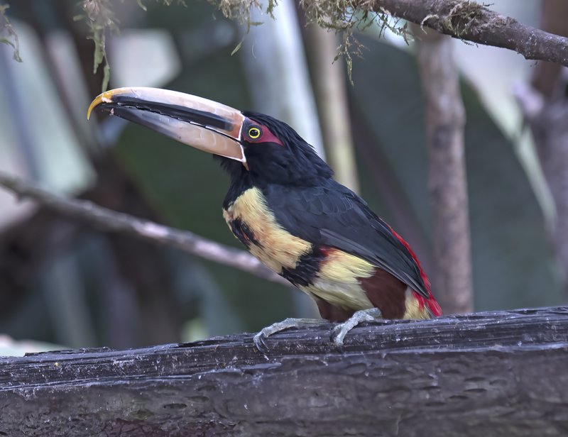 Pale-mandibled_Aracari_18_Ecuador_036