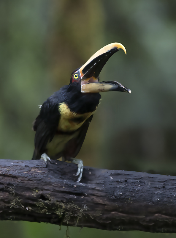Pale-mandibled_Aracari_18_Ecuador_047