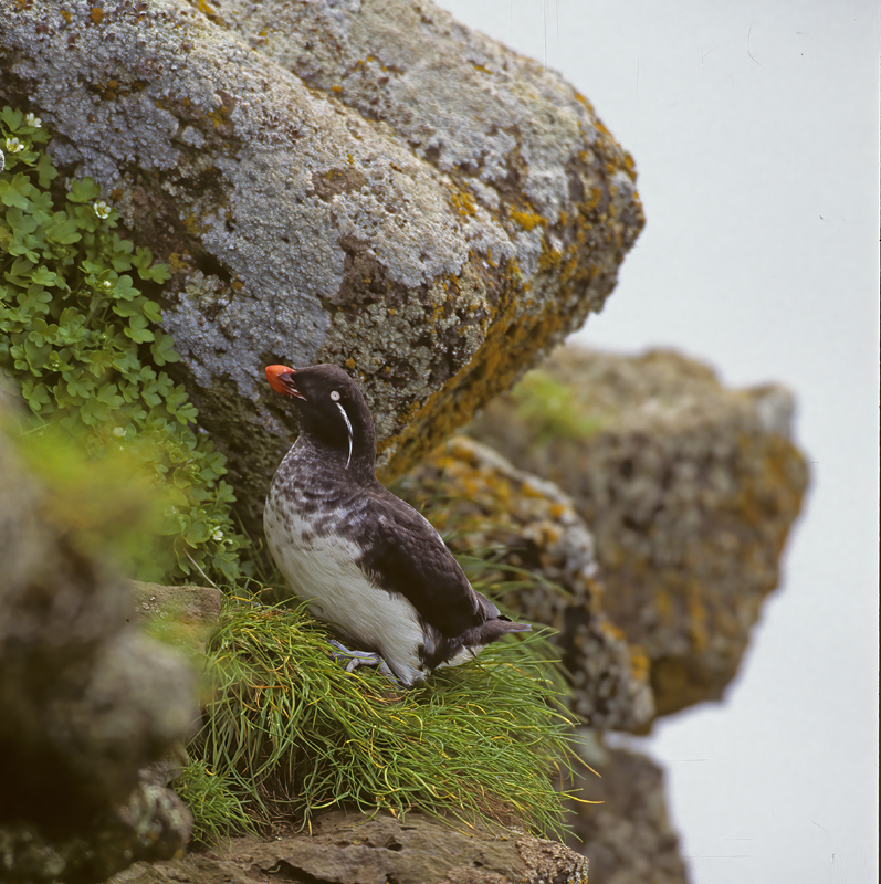 Parakeet_Auklet_98_AK_002