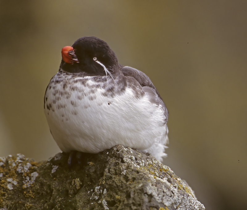 Parakeet_Auklet_98_AK_005