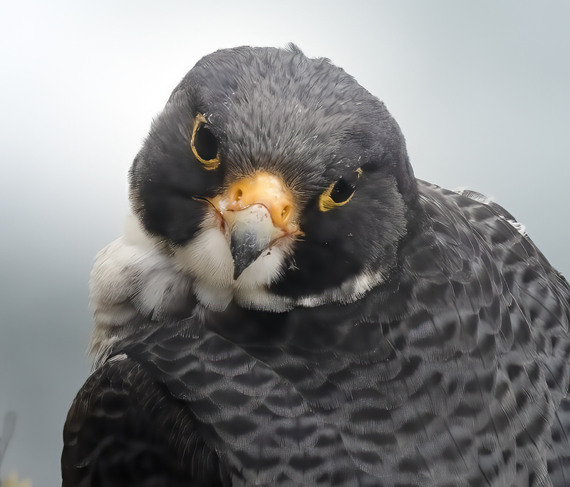 Peregrine_Falcon_21_CA_001