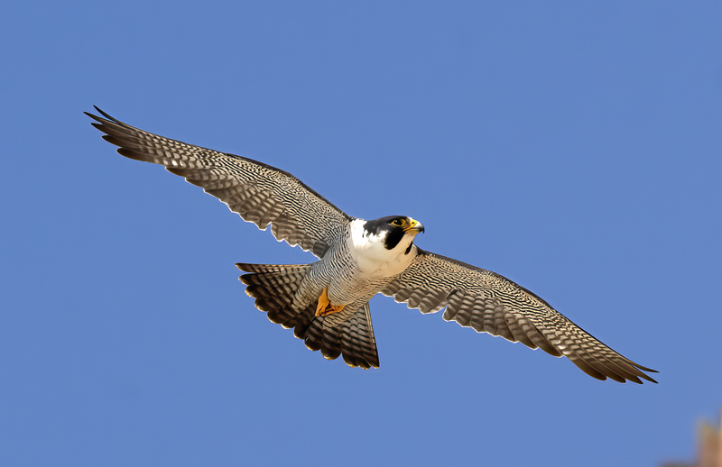 Peregrine_Falcon_21_CA_069