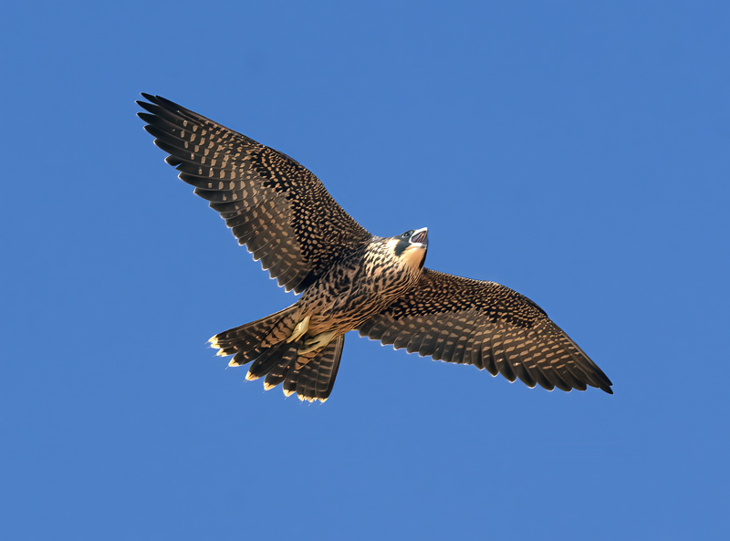Peregrine_Falcon_21_CA_102