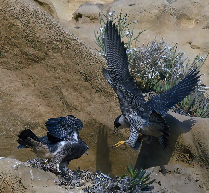 Peregrine_Falcon_21_CA_274