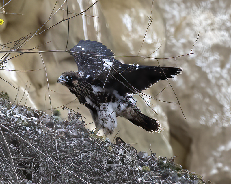 Peregrine_Falcon_21_CA_350