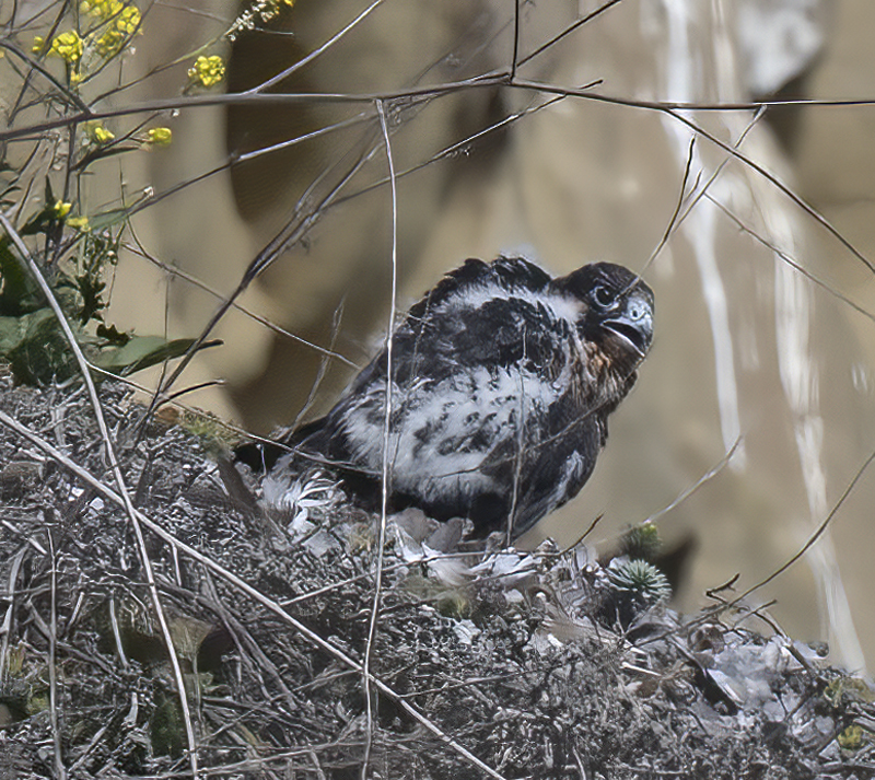 Peregrine_Falcon_21_CA_371