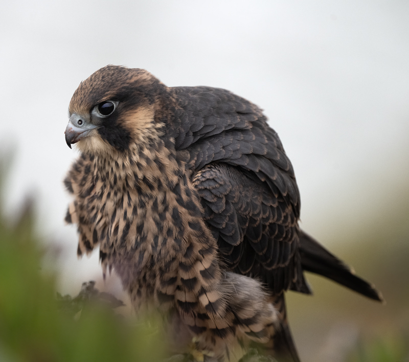 Peregrine_Falcon_23_CA_617