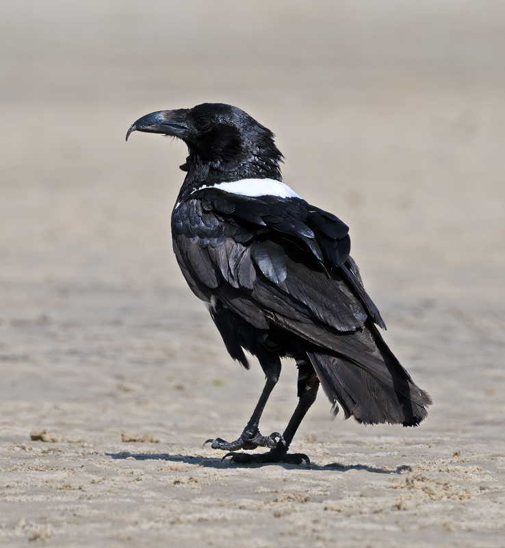 Pied_Crow_24_Madagascar_014