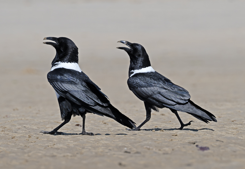 Pied_Crow_24_Madagascar_015