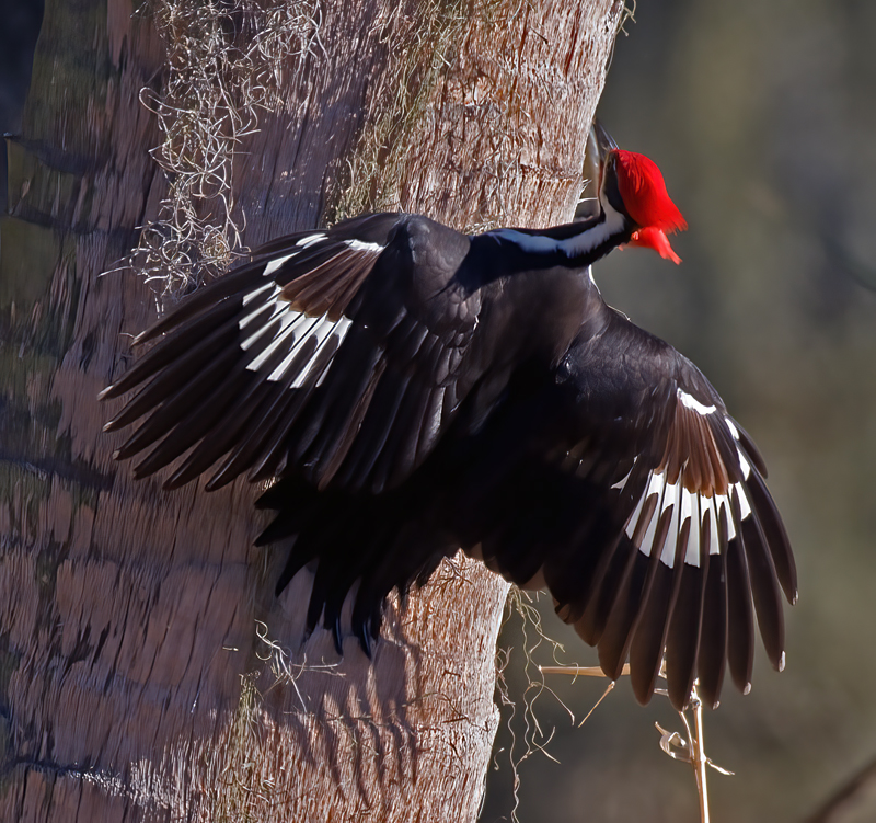 Pileated_Woodpecker_10_FL_004