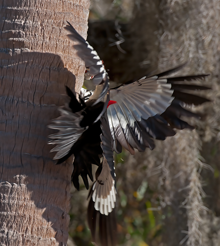 Pileated_Woodpecker_10_FL_008