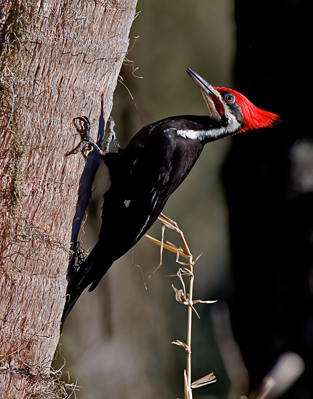 Pileated_Woodpecker_10_FL_027