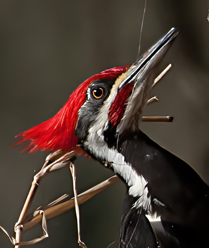 Pileated_Woodpecker_10_FL_028
