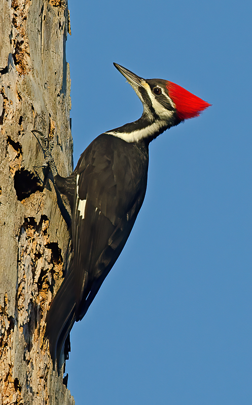 Pileated_Woodpecker_11_FL_007