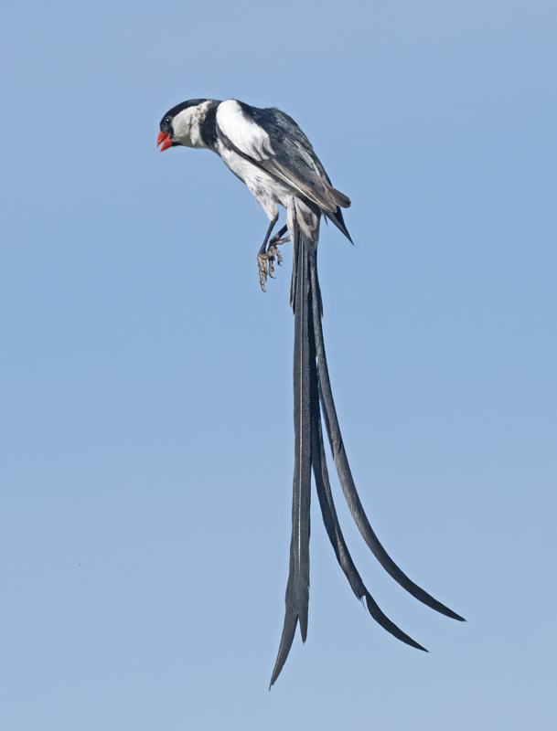 Pin-tailed_Whydah_25_CA_C_041