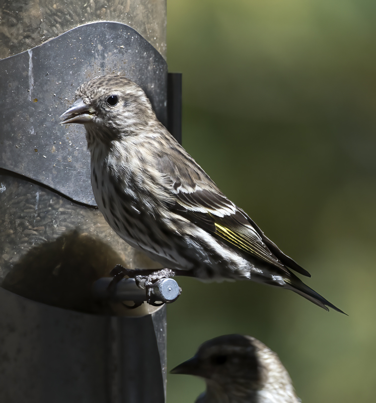 Pine_Siskin_18_AZ_005