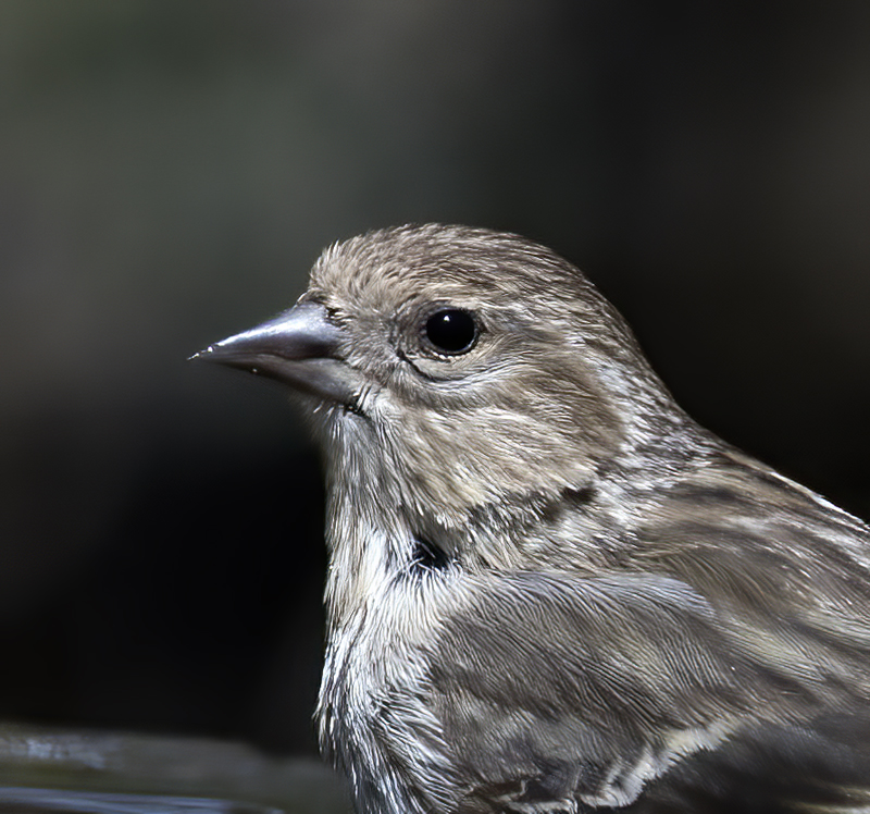 Pine_Siskin_18_AZ_012