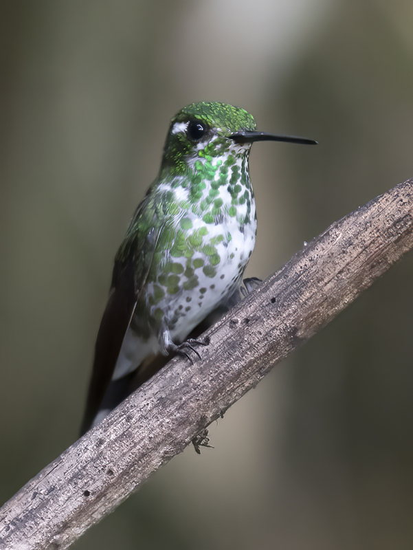 Purple-bibbed_Whitetip_18_Ecuador_031