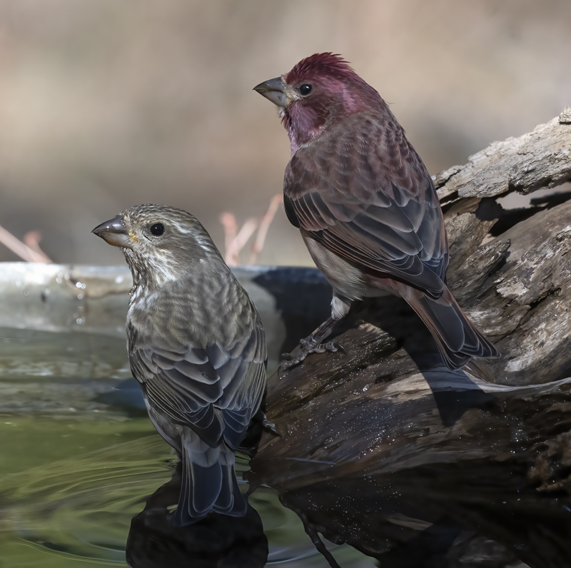 Purple_Finch_21_CA_015
