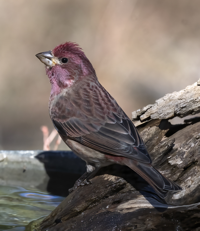 Purple_Finch_21_CA_016