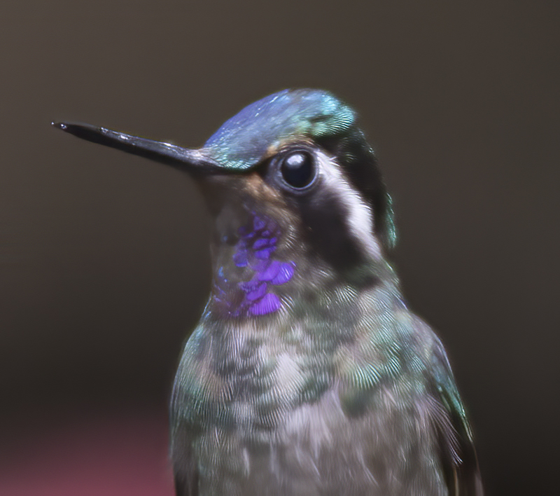 Purple_throated_Mountaingem_17_Costa_Rica_014