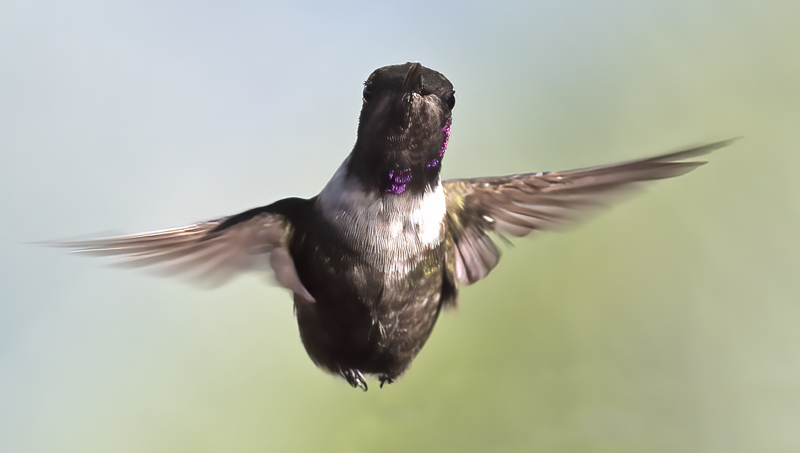 Purple_throated_Woodstar_18_Ecuador_035