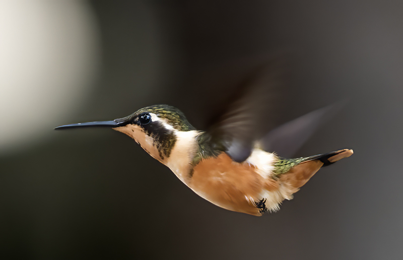 Purple_throated_Woodstar_18_Ecuador_048
