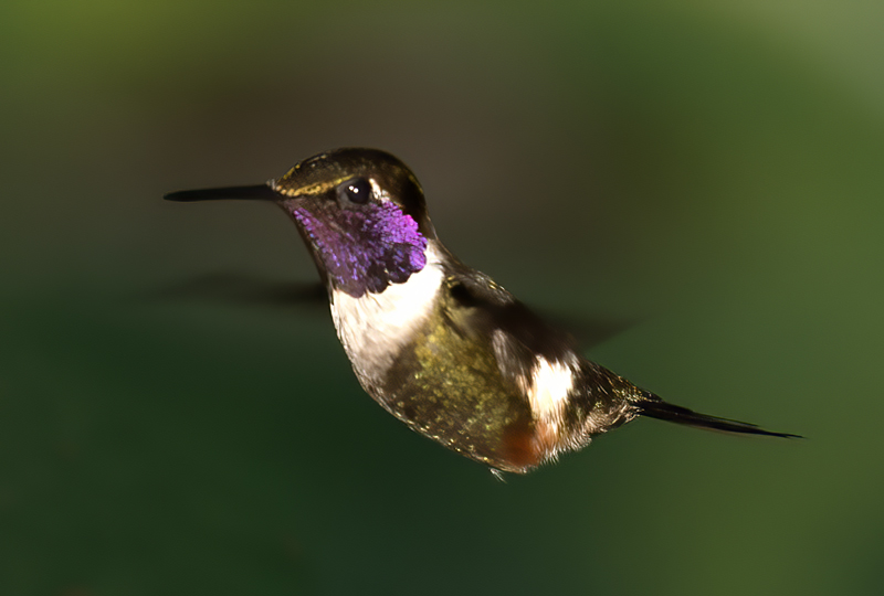 Purple_throated_Woodstar_18_Ecuador_052