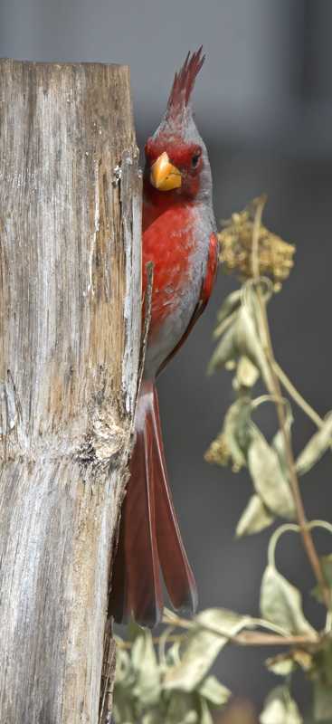 Pyrrhuloxia_15_AZ_011