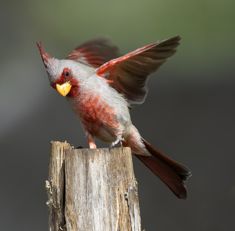 Pyrrhuloxia_15_AZ_033