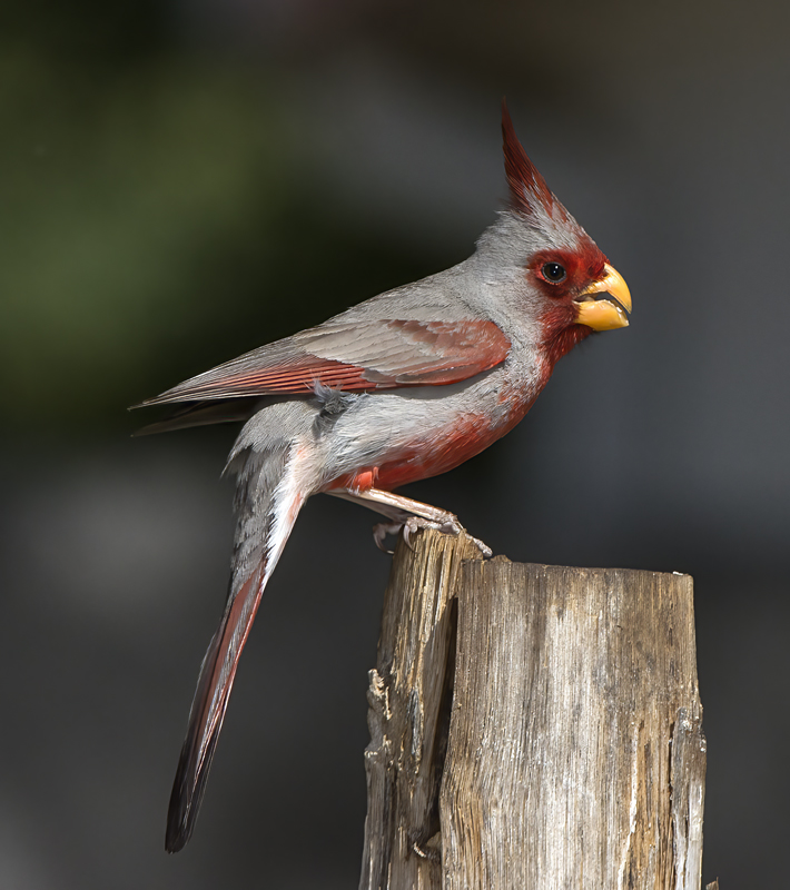 Pyrrhuloxia_15_AZ_108