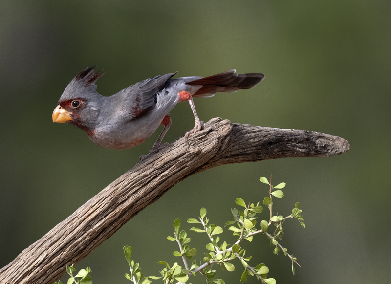 Pyrrhuloxia_22_TX_022