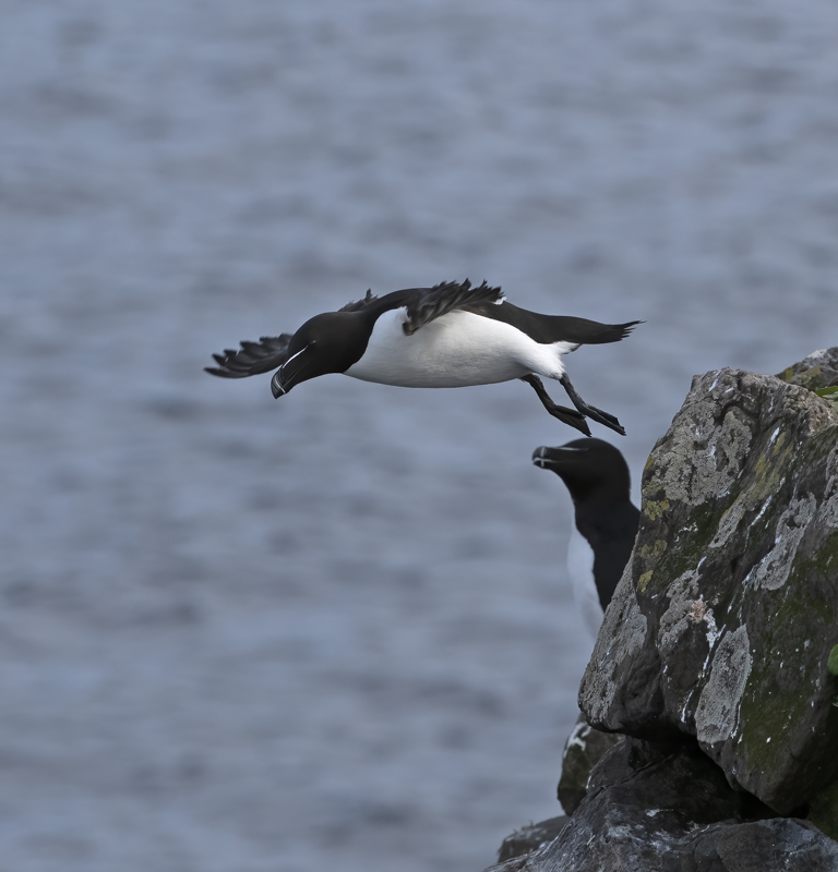 Razorbill_22_Iceland_095
