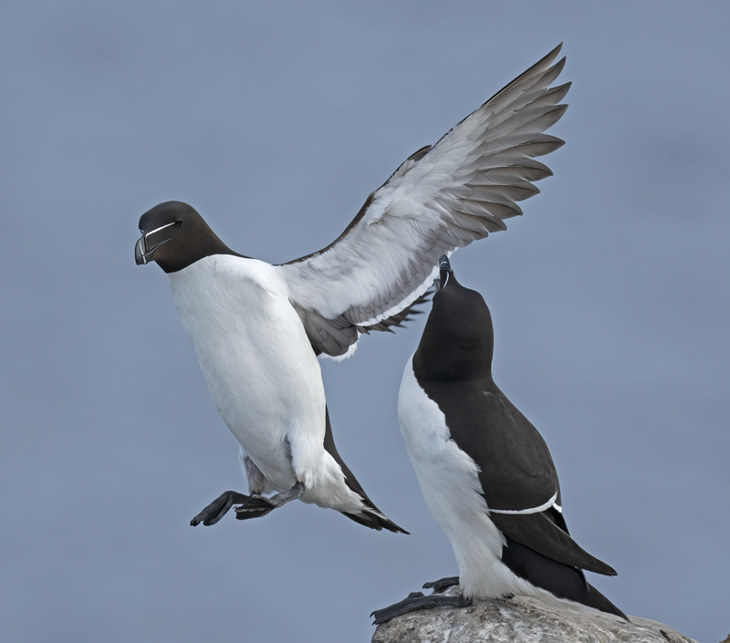 Razorbill_22_Iceland_223