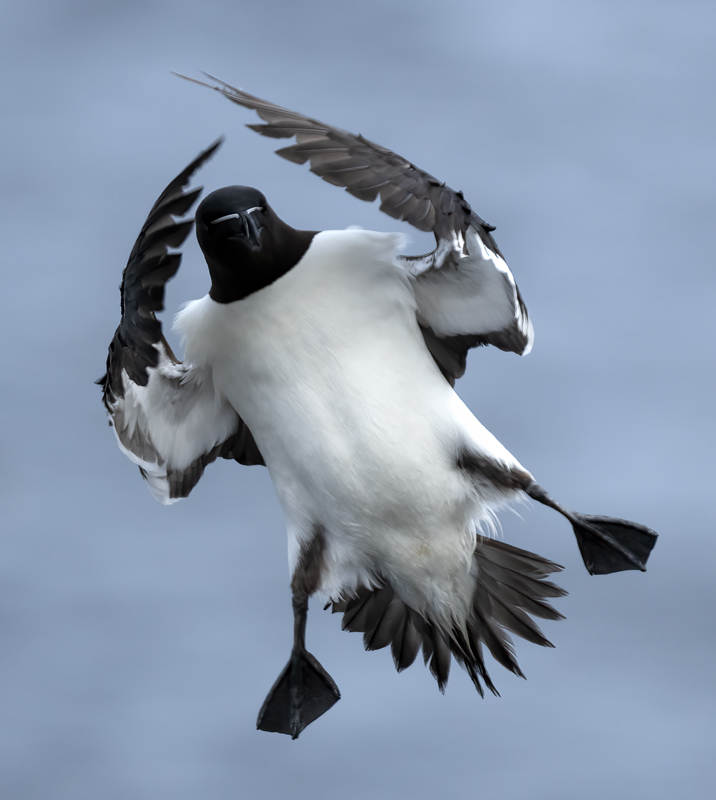 Razorbill_22_Iceland_224