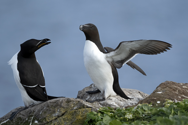 Razorbill_22_Iceland_232