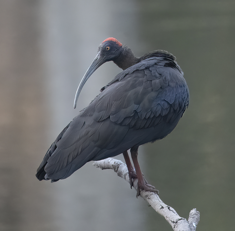 Red-naped_Ibis_25_India_001