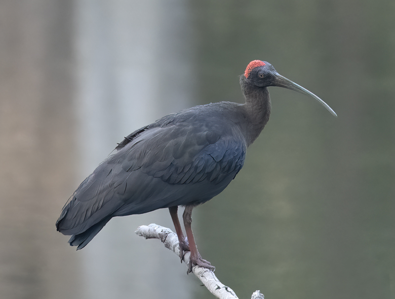 Red-naped_Ibis_25_India_005